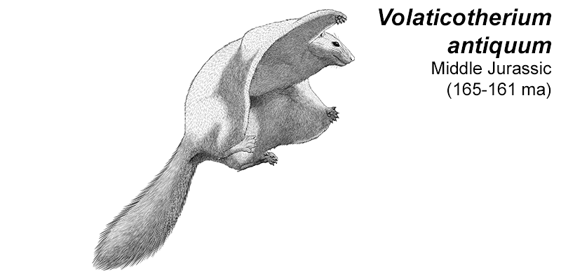 An illustration of an extinct eutriconodont, a type of early mammal. It resembles a flying squirrel, with a large gliding membrane between its limbs and a long bushy tail. There are pointed spurs on its ankles.