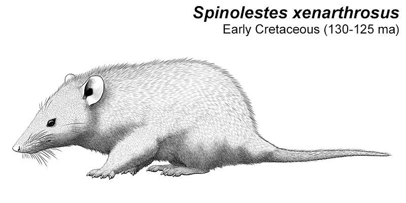 An illustration of an extinct eutriconodont, a type of early mammal. It's a mouse-like animal with a pointed snout, large rounded ears, and a naked tail. It has longer mane-like fur on the back of its neck, and stiff spine-like hairs on its back. There are small pointed spurs on its ankles.