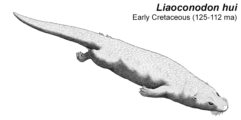 An illustration of an extinct eutriconodont, a type of early mammal. It's an otter-like animal with webbed feet and a long flattened tail. There are pointed spurs on its ankles.