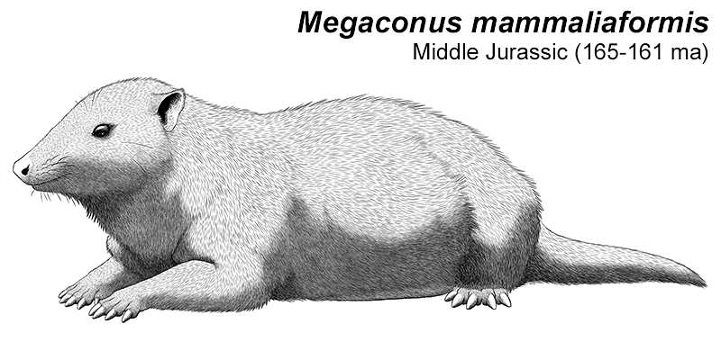 An illustration of an extinct haramiyidan, a type of early mammal. It resembles a ground squirrel, with a pointed snout, large claws, and a long tail. The underside of its belly is sparsely furred, showing the skin underneath.