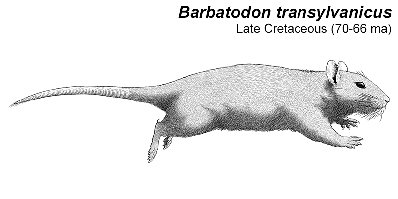An illustration of an extinct multituberculate, a type of ancient mammal. It's a tat-like animal with rounded ears and a long naked tail. There are pointed spurs on its ankles.