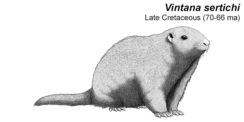 An illustration of an extinct gondwanathere, a type of ancient mammal. It's a groundhog-like animal with a rounded face, large claws, and a long furry tail.