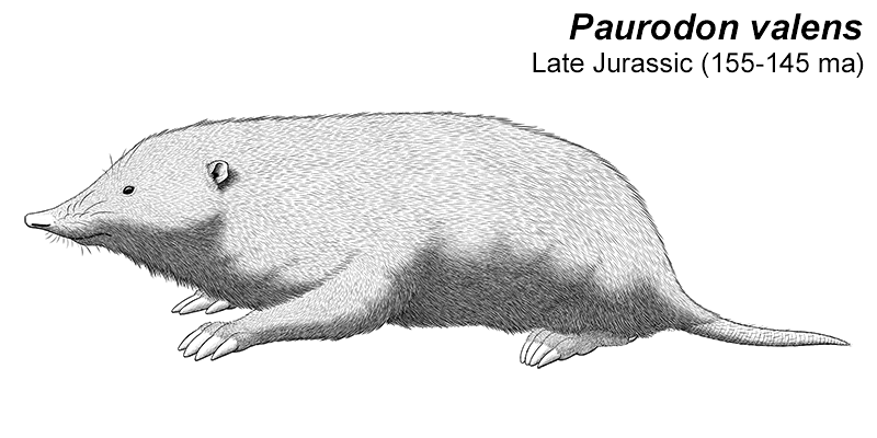 An illustration of an extinct dryolestoid, a type of ancient mammal. It's a mole-like animal with a pointed snout, tiny eyes and ears, large digging claws, and a short naked tail.
