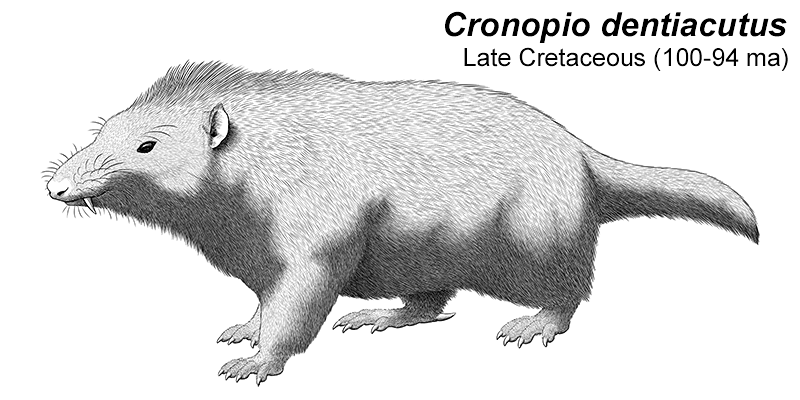 An illustration of an extinct dryolestoid, a type of ancient mammal. It's a small chunky vaguely rat-like animal covered in shaggy fur, with protruding fangs in its upper jaw. There are pointed spurs on its ankles.
