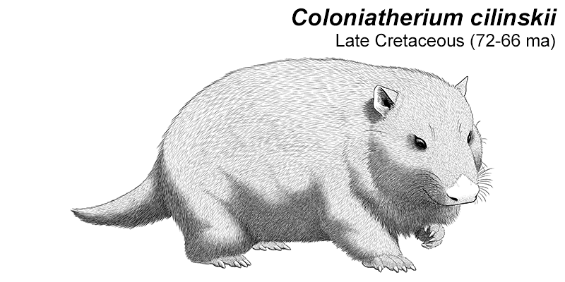 An illustration of an extinct dryolestoid, a type of ancient mammal. It's a chunky wombat-like animal.