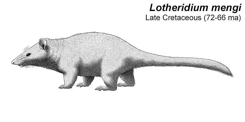 An illustration of an extinct mammal related to modern marsupials. It's an opossum-like animal with protruding fangs in its upper jaw and a long furred tail.
