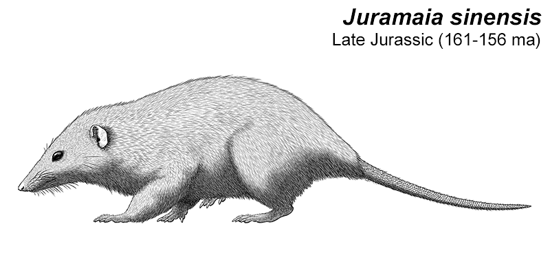 An illustration of an extinct mammal related to the ancestors of modern placentals. It's a mouse-like animal with a pointed snout and a long naked tail.