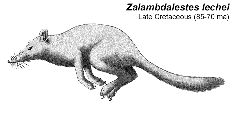 An illustration of an extinct mammal related to the ancestors of modern placentals. It's an odd-looking animal with a long pointed shrew-like snout, long hare-like legs specialized for hopping and bounding locomotion, and a long bushy tail.