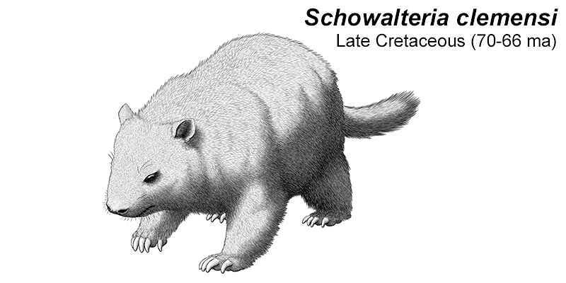 An illustration of an extinct cimolestan, a type of mammal related to the ancestors of modern placentals. It's a small bear-like animal with a blunt boxy snout, large claws, and a bushy tail.