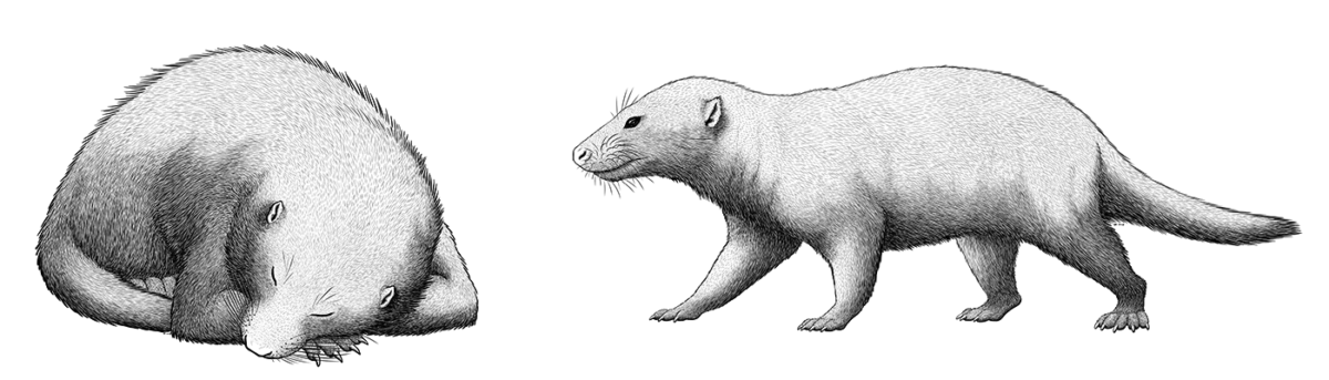 An illustration of two extinct cynodonts, relatives of early mammals. One is a vaguely badger-like animal with small ears and a long tail, pictured curled up asleep. The other is also a somewhat badger-like animal with small ears and a long tail.