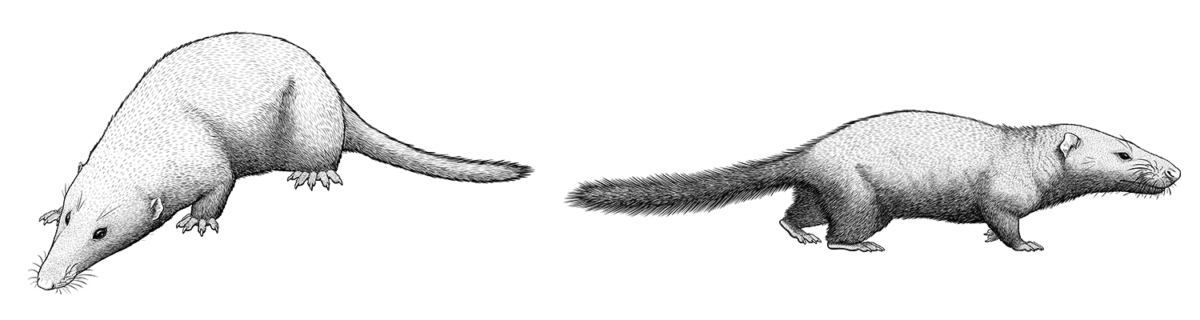 An illustration of two extinct early mammals. One is a rat-like or shrew-like animal with a long snout, small ears, and a long furry tail. The other resembles a mixture of a rat and a weasel, with a long low blunt snout, small ears, short legs, and a long bushy tail.