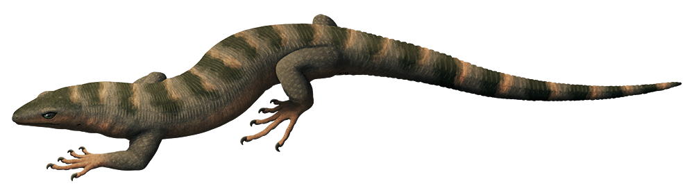 An illustration of an extinct reptile-like animal, thought to be related to the early ancestors of modern mammals. It resembles a lizard covered in small rectangular scales.