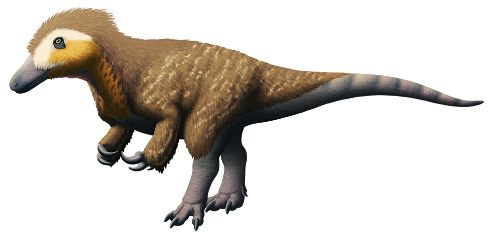 An illustration of an extinct carnivorous dinosaur. It has a long slender snout, large hooked claws on its hands, three-tod feet, and a long tail. It's covered in a coat of fluffy feathers.