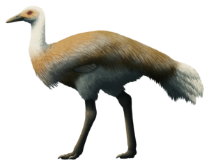 Ergilornis – Nix Illustration