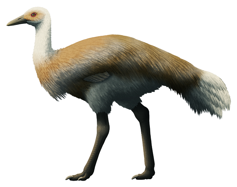 An illustration of an extinct flightless bird related to modern cranes. It resembles an ostrich, with a small head, pointed beak, small wings, and long legs ending in two toes.
