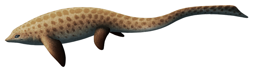 An illustration of an extinct marine reptile. It has a short pointed snout, four flippers, and a long flexible tail.