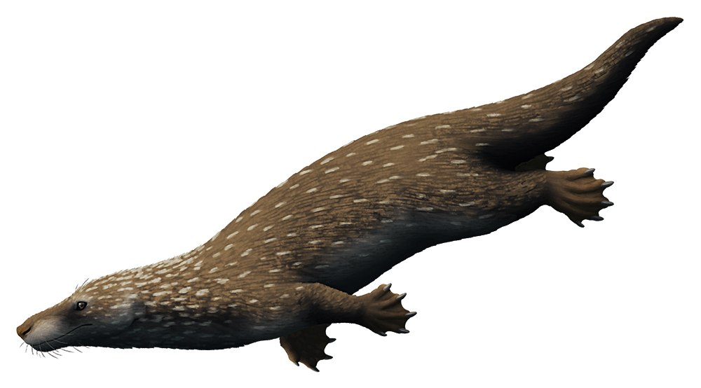 An illustration of an extinct synapsid, a relative of modern mammals. It resembles a chunky otter, with a long streamlines body, paddle-like webbed feet, and a flattened tail.