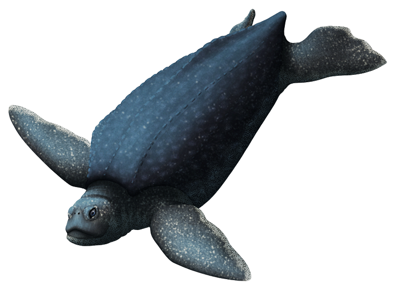 An illustration of an extinct sea turtle. It has an oddly flattened face that resembles a pug dog.