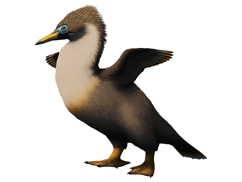 An illustration of an extinct flightless bird. it resembles a penguin or cormorant, with a long pointed beak, small wings, and webbed feet.