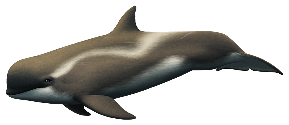 An illustration of an extinct species of orca. It resembles a modern orca, but with a larger blunter head and more pointed flippers.