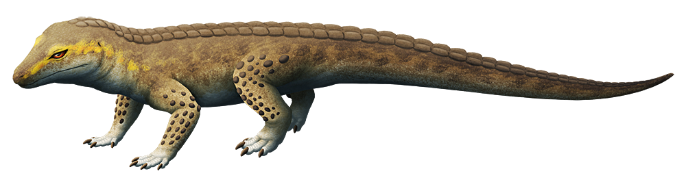 An illustration of an extinct crocodile-like reptile. It has a short narrow snout and large armored scales on its neck, back, limbs, and tail.