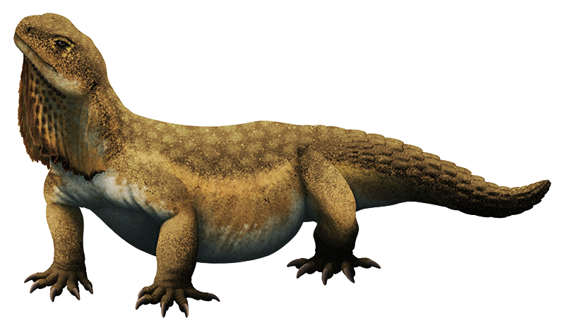 An illustration of a large extinct lizard. It has a dewlap on its throat, a fat body, chunky limbs, and a thick tail covered in large armored scales.