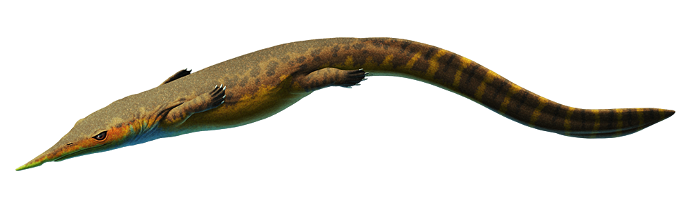An illustration of an extinct marine reptile. It has a long thin pointed snout, sort of spear-shaped, along with a body like a marine iguana – a chunky body, four webbed limbs, and a long tail.
