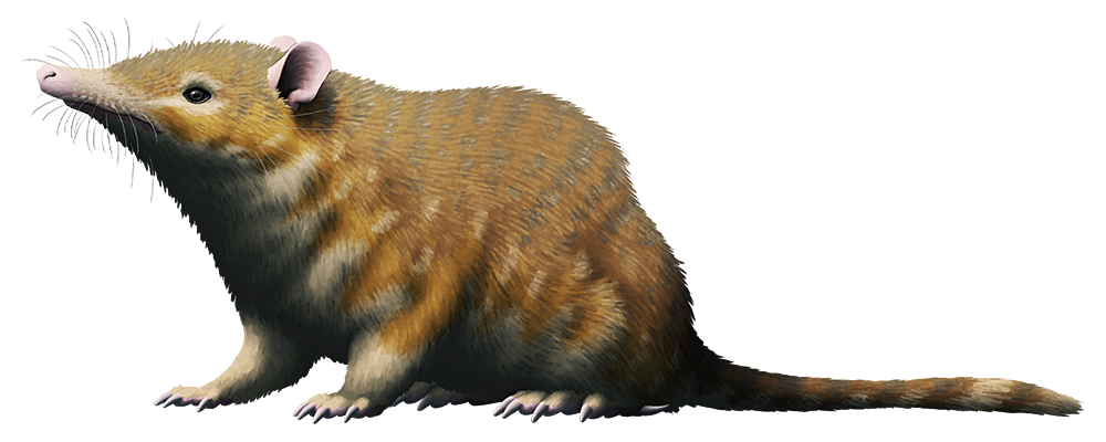 An illustration of an extinct small mammal. It resembles a shrew, with a pointed whiskery snout, small rounded ears, and a long furred tail. It also has pointed spurs on its ankles.