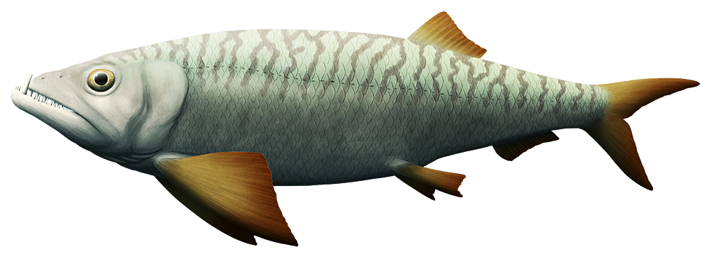 An illustration of an extinct fish. It has large fang-like teeth in its upper and lower jaws.