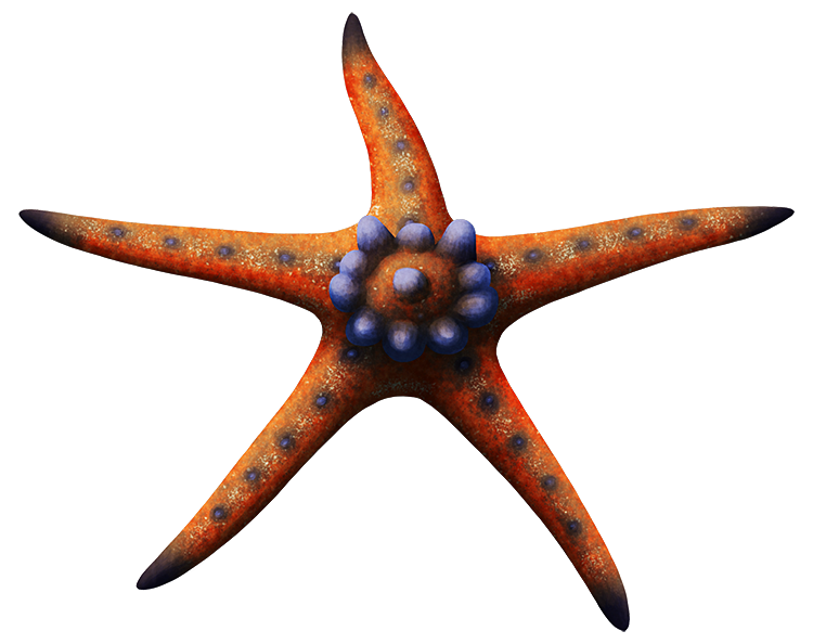 An illustration of an extinct starfish. It has five narrow arms, and a crown-like ring of raised bumps on its central disc.