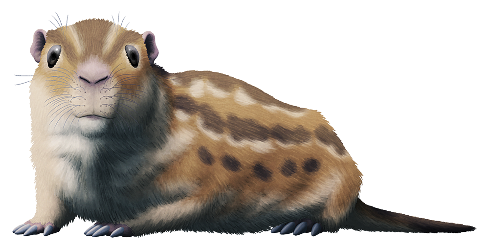 An illustration of an extinct mammal. It resembles a modern groundhog or cavy, with a blunt snout, short clawed limbs, and a long furred tail.