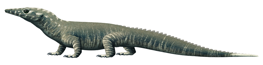 An illustration of an extinct lizard-like reptile. It has a long pointed snout, four chunky limbs, and a long tail with a low scalloped crest running along the top.