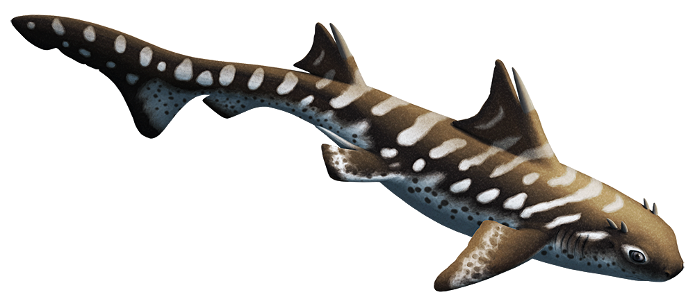 An illustration of an extinct cartilaginous fish. It resembles a small shark, with a blunt snout, two pairs of small horn-like spines just above and behind its eyes, and a two triangular dorsal fins with large spines on their front edges.