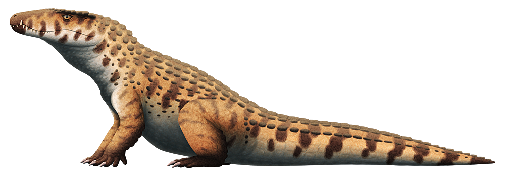 An illustration of an extinct terrestrial crocodilian. It has a deep narrow snout, sort of like a carnivorous dinosaur, and a much more upright stance than modern aquatic crocs.