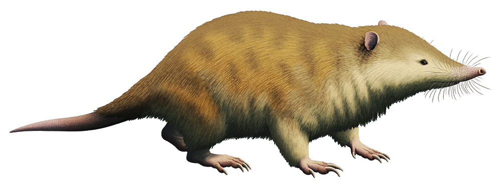 An illustration of an extinct insectivorous mammal. It resembles a large shrew, with a long pointed whiskery snout, small ears, four short legs with long claws, and a long fat naked tail.