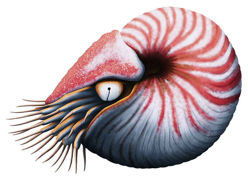 Almost-Living Fossils Month #12 – The Other Nautiluses