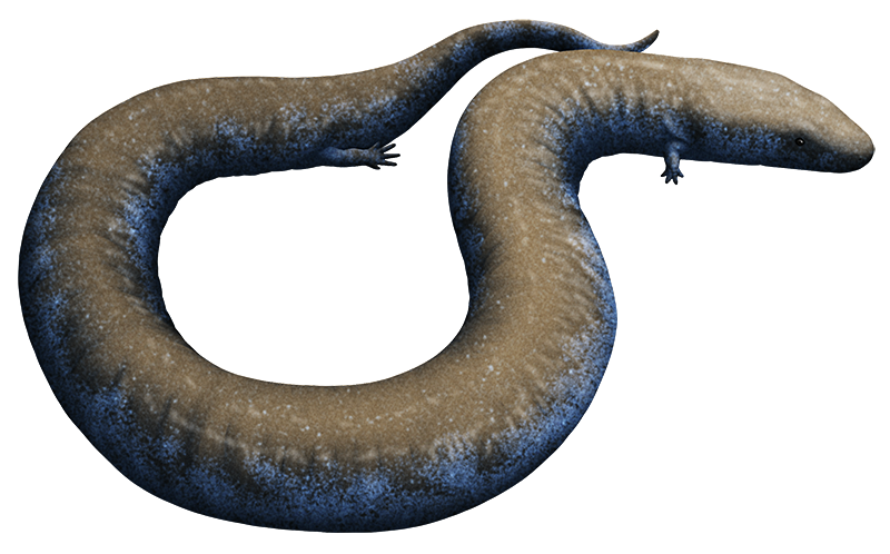 An illustration of an extinct amphibian. It resembles a very long-bodies snake-like salamander with tiny vestigial legs.