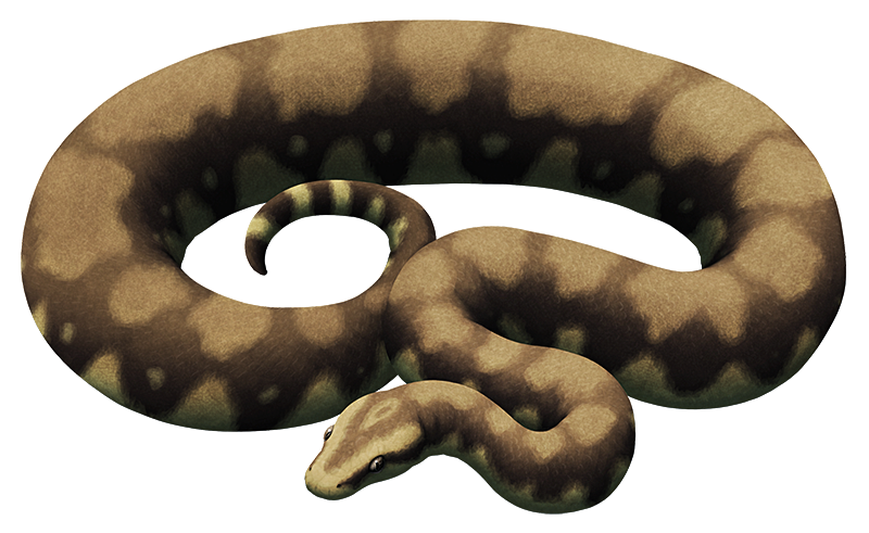 An illustration of an extinct large snake. It resembles a chunky python.
