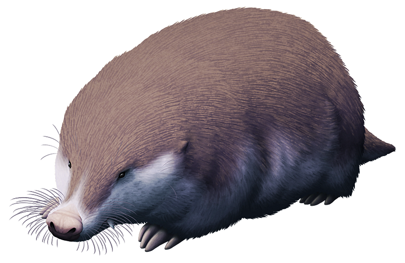 An illustration of an extinct mammal, related to modern marsupials and placentals but part of a separate lineage entirely. It resembles a mole, with an upturned snout, tiny eyes and ears, and large claws. It also has protruding fang-like teeth.