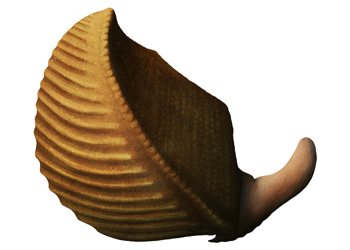 An illustration of an extinct bivalve mollusc. It has a triangular ribbed shell, and its unusually boot-shaped muscular foot is protruding out.