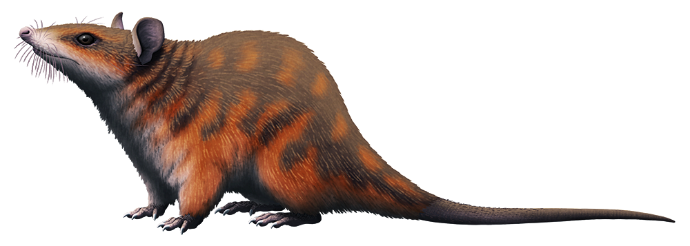 An illustration of an extinct mammal closely related to modern marsupials. It resembles an opossum, with a pointed snout, rounded ears, and a long naked tail.