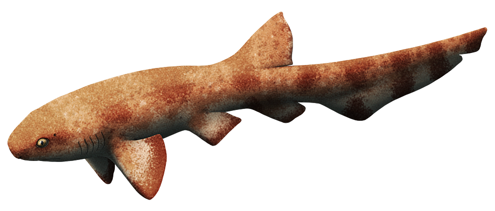 An illustration of an extinct small shark. It has a blunt snout, only one dorsal fin far back on its body, large paddle-like pectoral pins, and a long low tail fin.