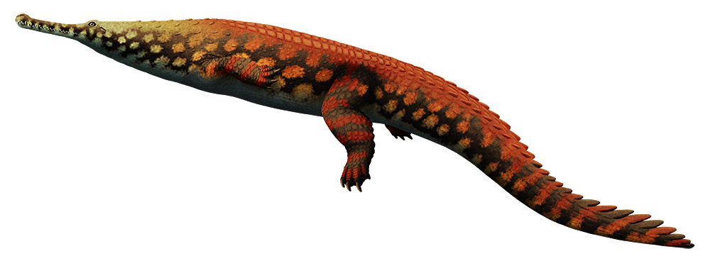 An illustration of an extinct crocodilian. It has a long narrow gharial-like snout on a proportionally small head, a somewhat hunchbacked shoulder region, and a long paddle-like tail.