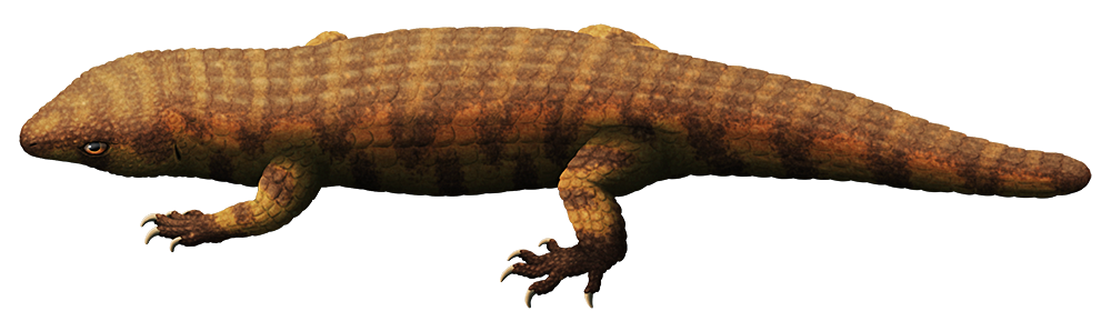 An illustration of an extinct lizard. It has a heavily-armored body covered in thick rectangular bony scales. Part of its tail is missing, and a thick bony cap has grown over the tip giving it stumpy appearance.