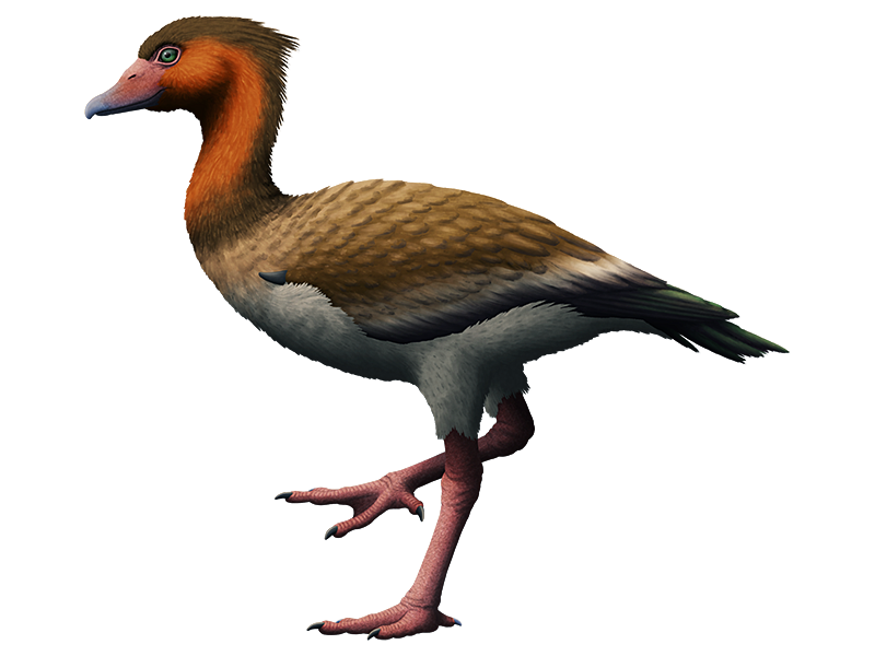 Almost-Living Fossils Month #26 – Angry Land-Flamingo-Ducks