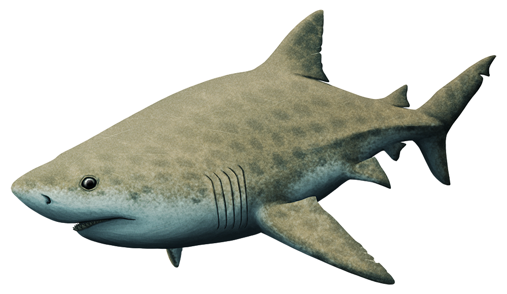 An illustration of an extinct giant shark.