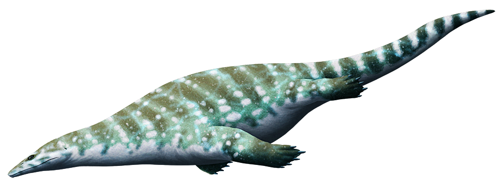An illustration of an extinct marine reptile. It has long slnder jaws in its lizard-like head, a chunky body, flipper-like limbs, and a long tail.