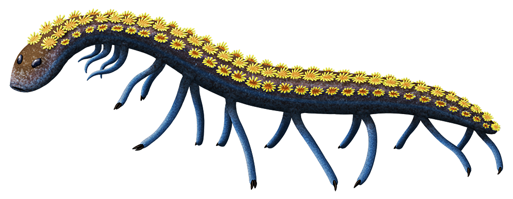 An illustration of an extinct worm-like animal. It has a round mouth, two small eyes, three pairs of short tentacle-like appendages on its neck, and seven pairs of long tin tubular legs along its long body, with each leg ending in one or hooked claws – two on each leg on the first three pairs, and one on each leg on the last four pairs. It also has four rows of fleshy tufts along its back, vaguely resembling tiny flowers.
