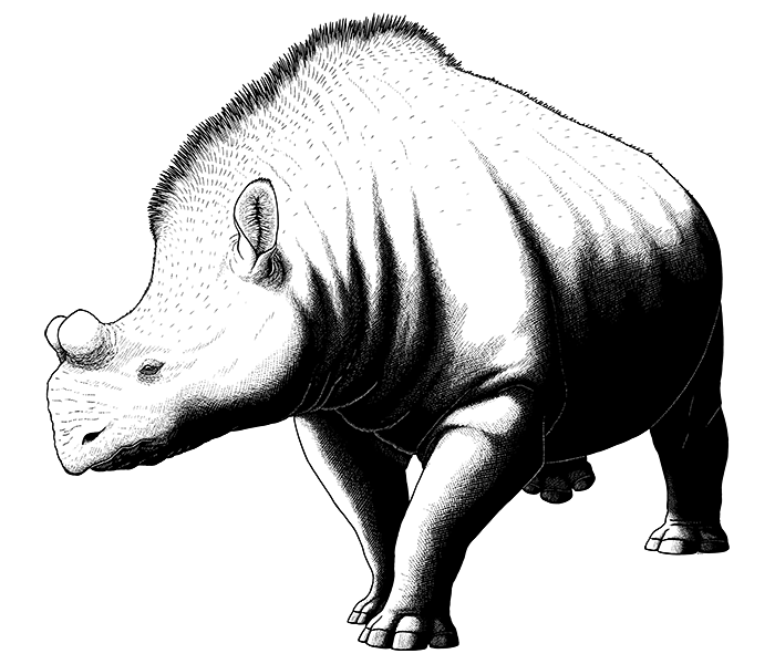 A black-and-white ink illustration of an extinct brontothere, a rhino-like mammal. It has a pair of bony knobs on its snout.