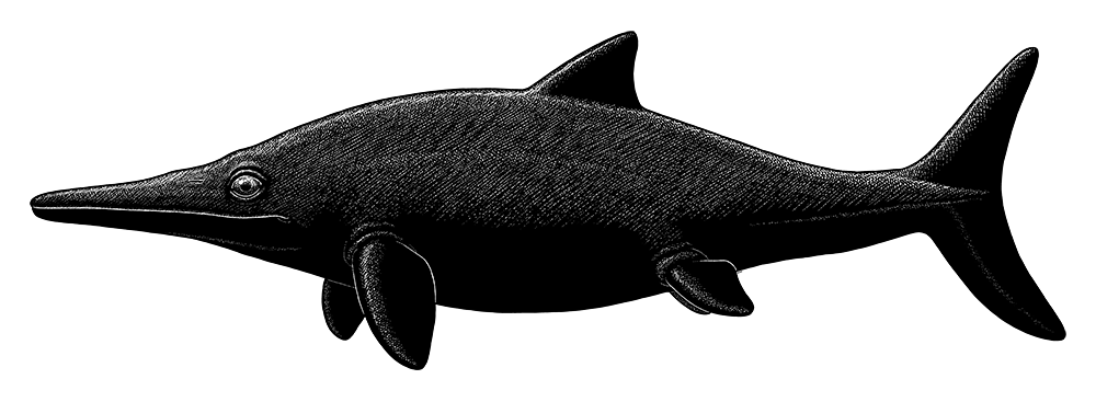 A black-and-white ink illustration of an extinct ichthyosaur, a marine reptile that resembles a cross between a dolphin and a shark. It has a long thick beak-like snout, large eyes, four flippers (with the front pair larger than the back pair), a triangular dorsal fin, and a vertical-finned tail.